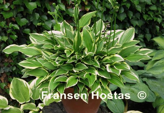 Hosta Cotillion